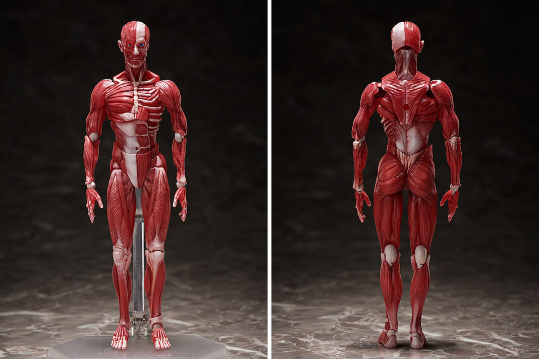 理科室の「人体模型」がアクションフィギュア・figmaになって登場！のメイン画像