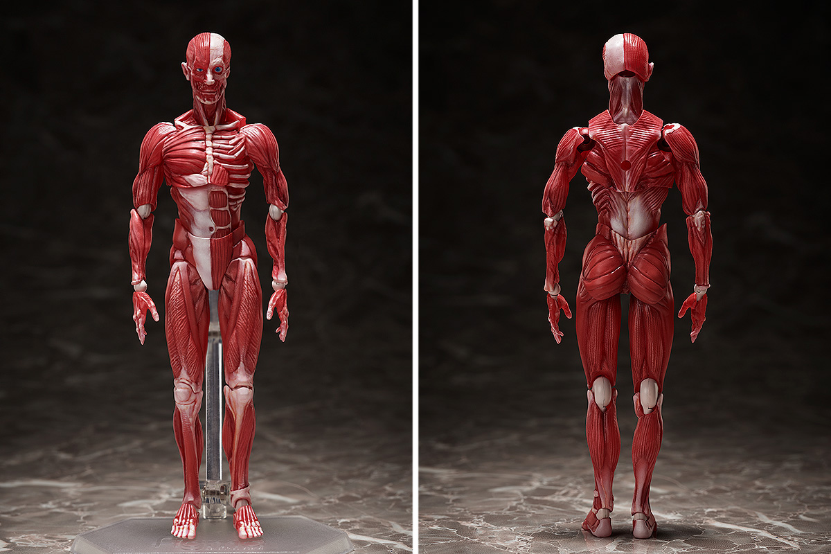 理科室の「人体模型」がアクションフィギュア・figmaになって登場！のサブ画像1