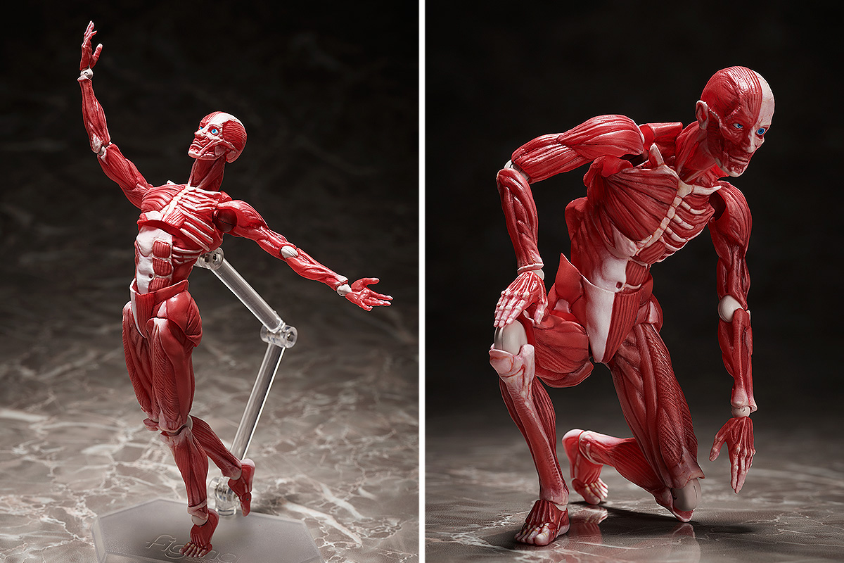 理科室の「人体模型」がアクションフィギュア・figmaになって登場！のサブ画像2