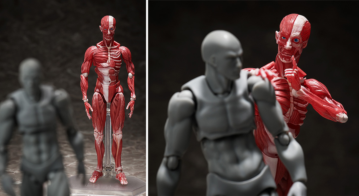 理科室の「人体模型」がアクションフィギュア・figmaになって登場！のサブ画像3